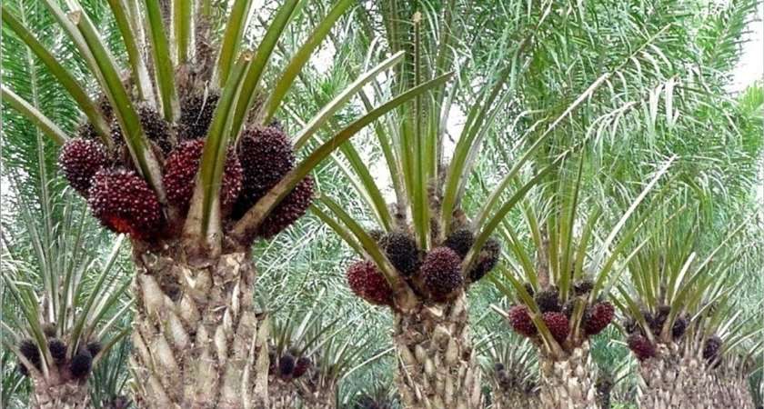 Minister of Trade Regulation No. 30 of 2022: Lifting the Ban of Crude Palm Oil and its Derivatives Exports