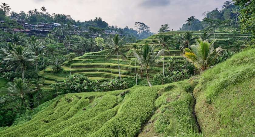 Land Utilization and Allocation for Investment Management in Indonesia – a General  Overview of Presidential Regulation No. 70 of 2023