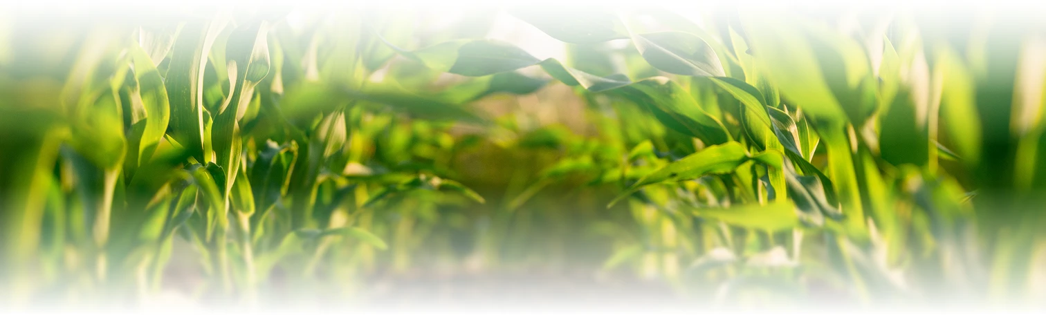 Agriculture & Bio-technology