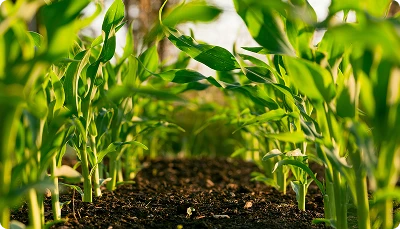 Agriculture & Bio-technology
