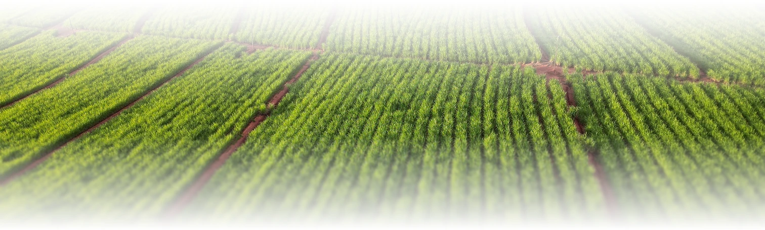 Plantation