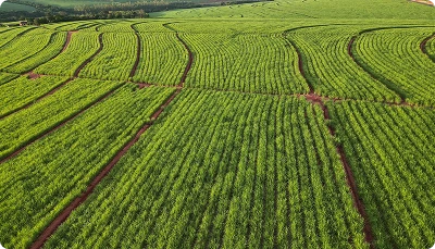 Plantation